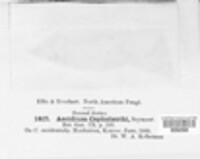 Image Associated With the Occurrence